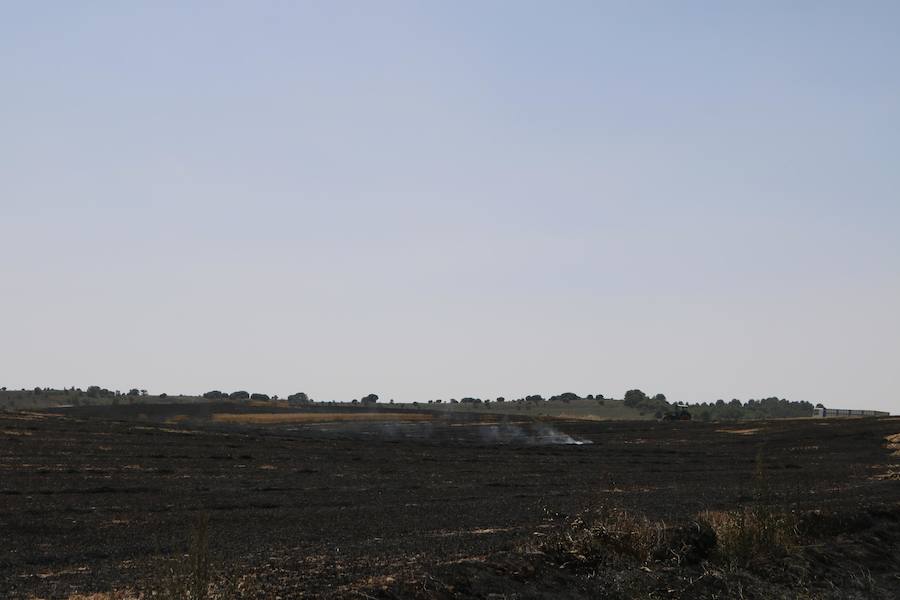 Fotos: Un incendio quema varias hectáreas de cereal y monte en Vertavillo