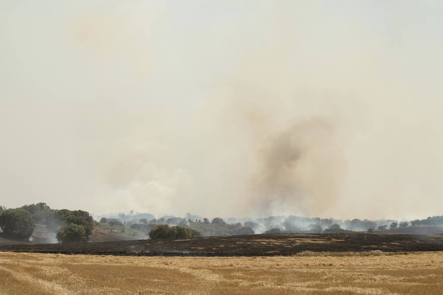 Fotos: Un incendio quema varias hectáreas de cereal y monte en Vertavillo