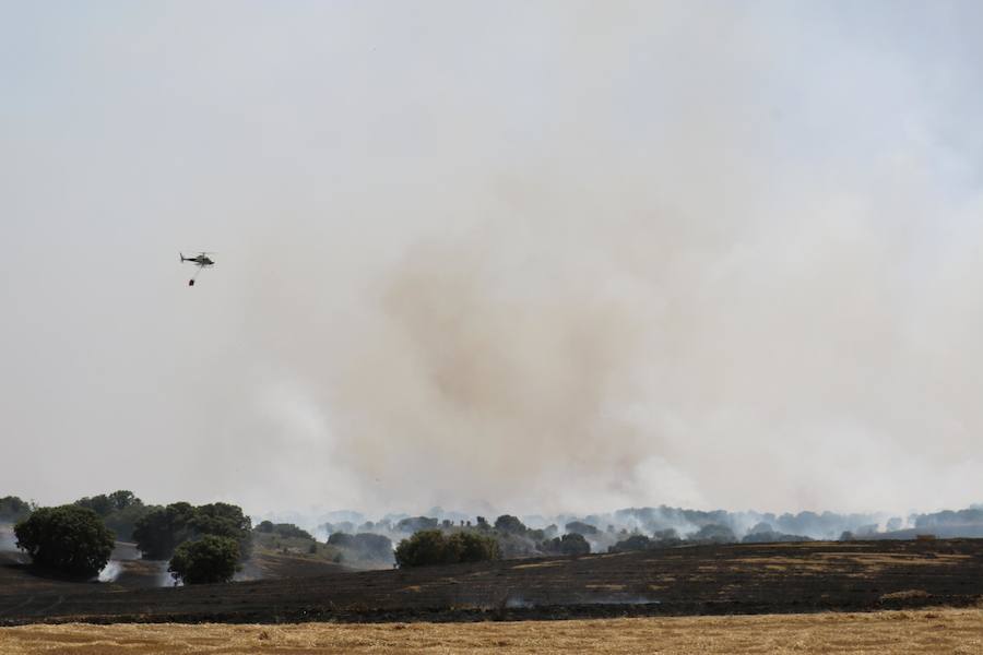 Fotos: Un incendio quema varias hectáreas de cereal y monte en Vertavillo