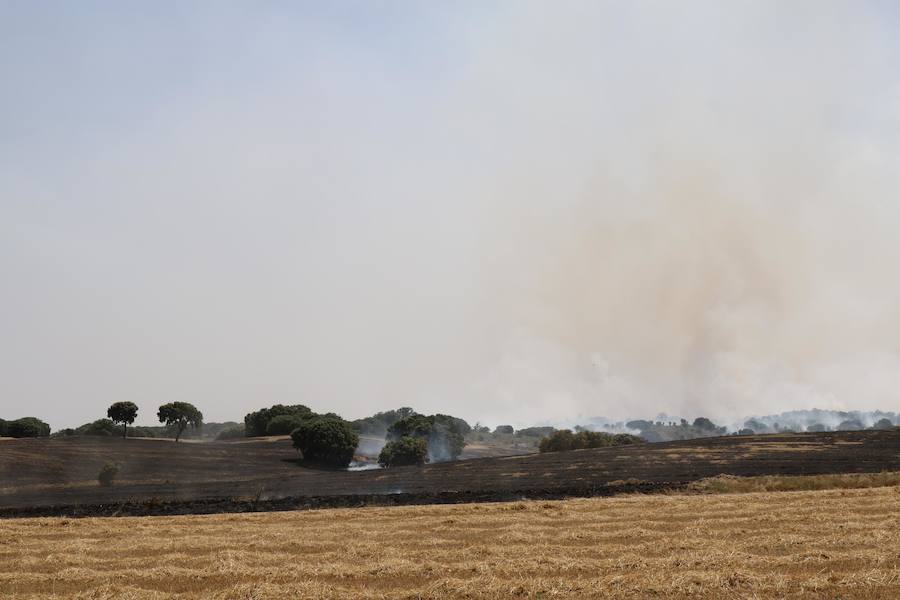 Fotos: Un incendio quema varias hectáreas de cereal y monte en Vertavillo
