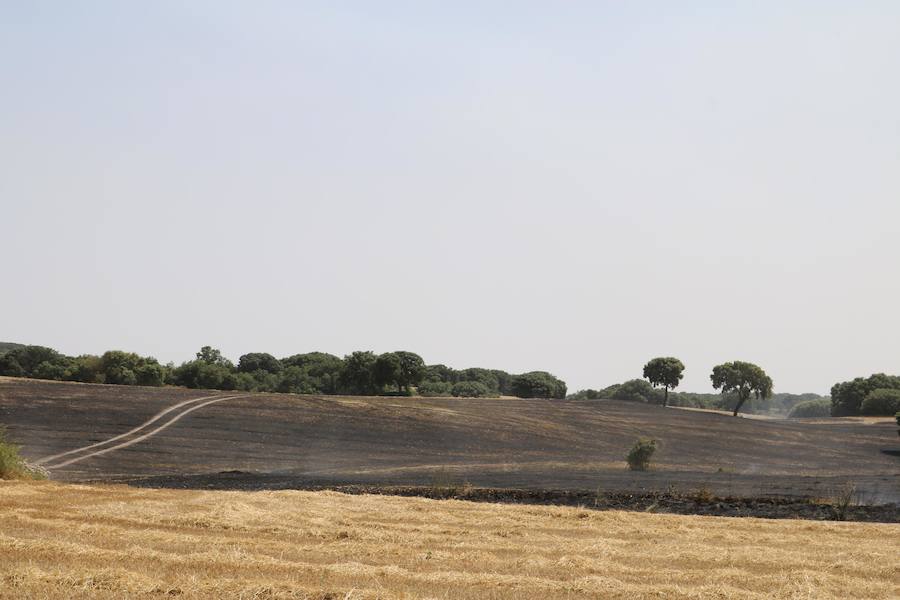 Fotos: Un incendio quema varias hectáreas de cereal y monte en Vertavillo
