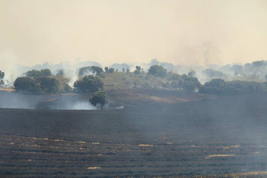Fotos: Un incendio quema varias hectáreas de cereal y monte en Vertavillo