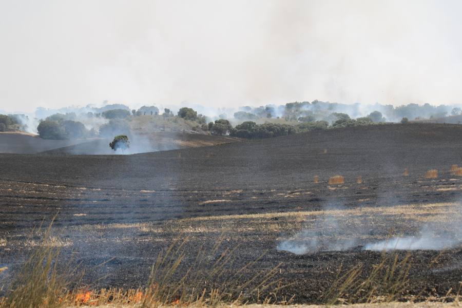 Fotos: Un incendio quema varias hectáreas de cereal y monte en Vertavillo