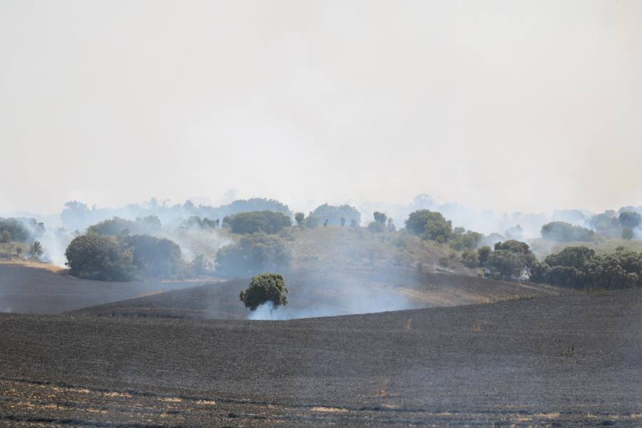 Fotos: Un incendio quema varias hectáreas de cereal y monte en Vertavillo