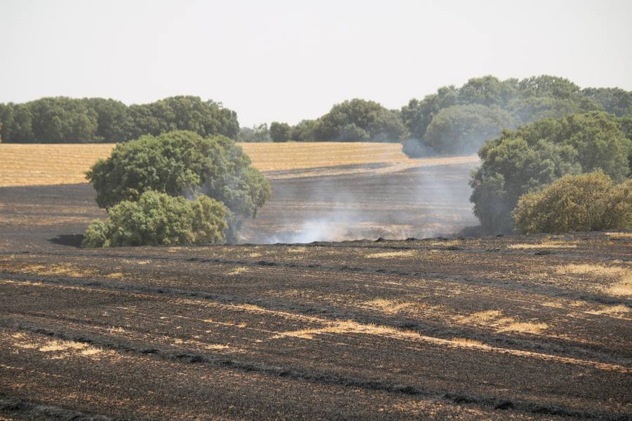 Fotos: Un incendio quema varias hectáreas de cereal y monte en Vertavillo