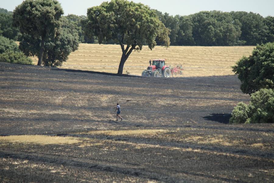 Fotos: Un incendio quema varias hectáreas de cereal y monte en Vertavillo