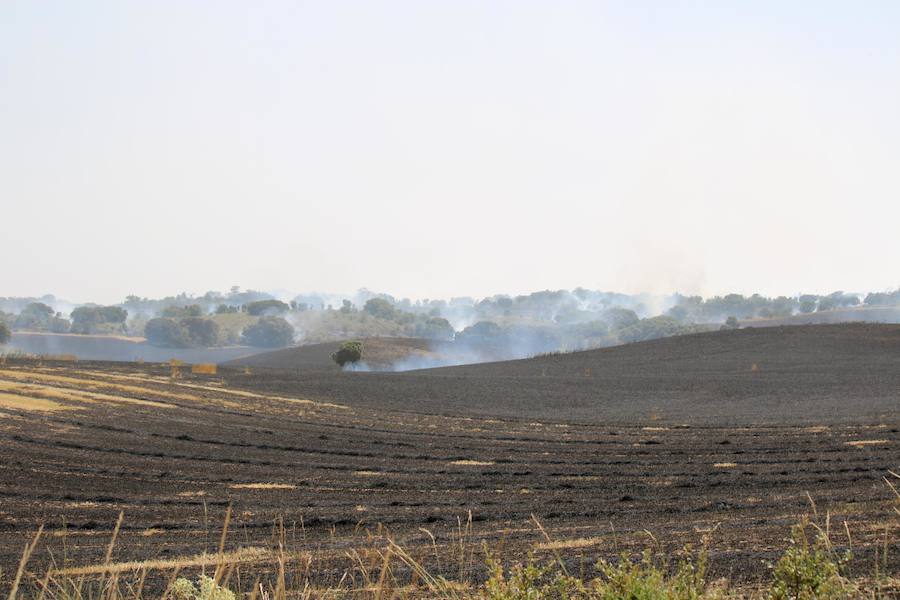 Fotos: Un incendio quema varias hectáreas de cereal y monte en Vertavillo