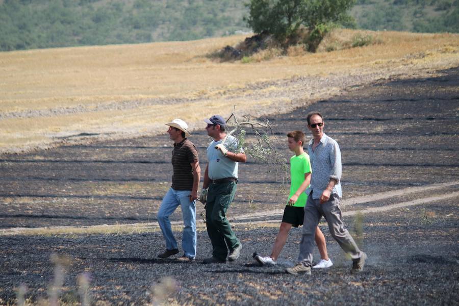Fotos: Un incendio quema varias hectáreas de cereal y monte en Vertavillo