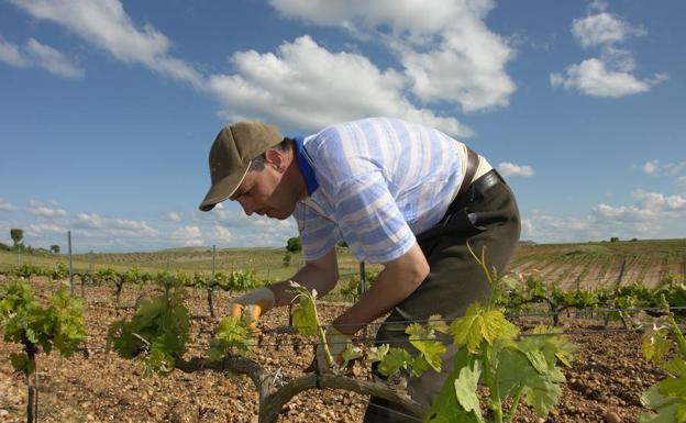 Constantin Neculai, durante sus trabajos de poda en unos viñedos de la Ribera de l Duero