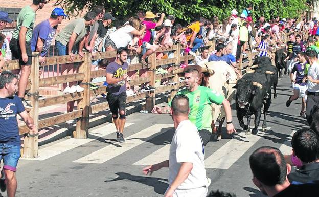 Los mozos corren delante de los astados durante el encierro en el que resultó lesionado un joven de Villacastín.