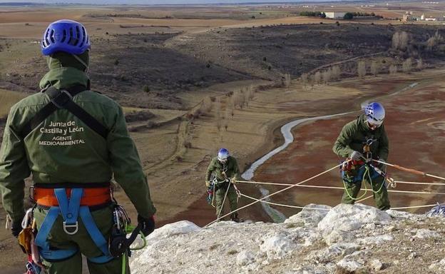 Agentes medioambientales de la Junta limpian y amplían un nido de alimoche en las Hoces del Riaza. 