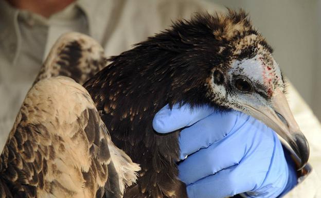 Un miembro de WWFsujeta un pollo de alimoche rescatado en el Refugio de Rapaces de Montejo de la Vega, en Segovia, 