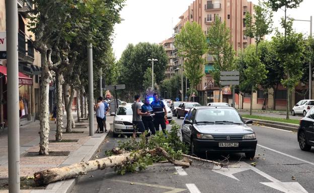 El árbol caído sobre la calzada.