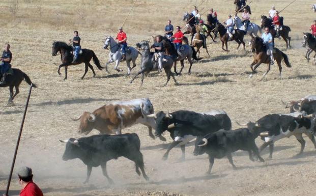 Participantes en un encierro campero en una edición anterior de las fiestas. 