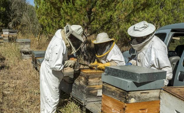 Los apicultores Miguel Martínez, Antonio Vicente y Ponciano de la Viuda cuidan de las colmenas en la finca Matallana, de la Diputación. 