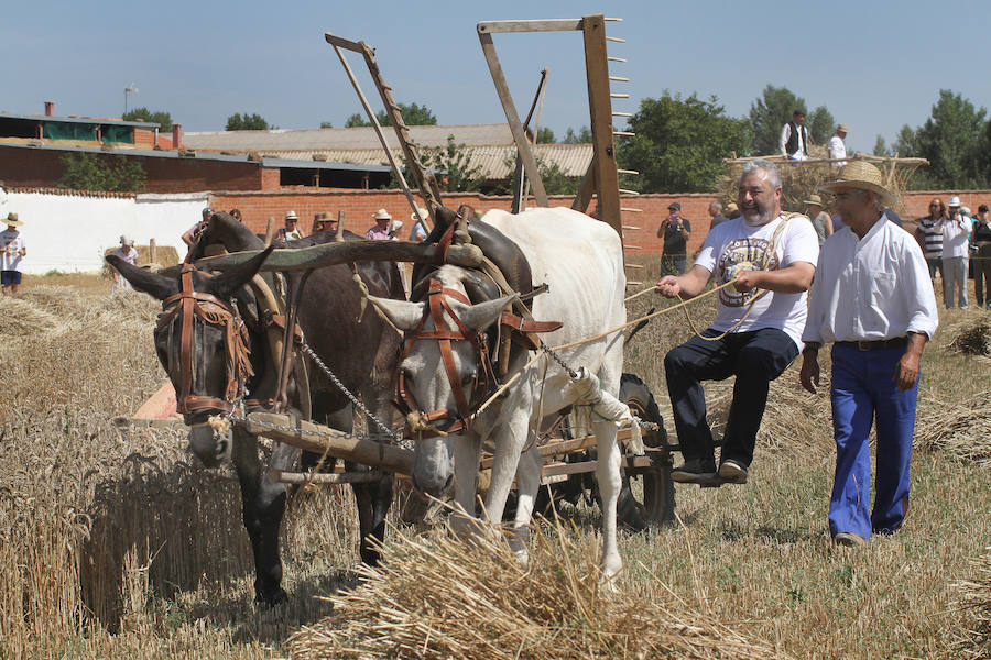 Fotos: Fiesta de la Trilla en Castrillo de Villavega