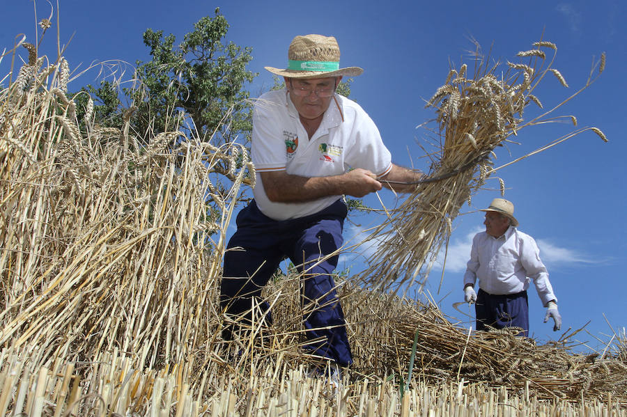 Fotos: Fiesta de la Trilla en Castrillo de Villavega