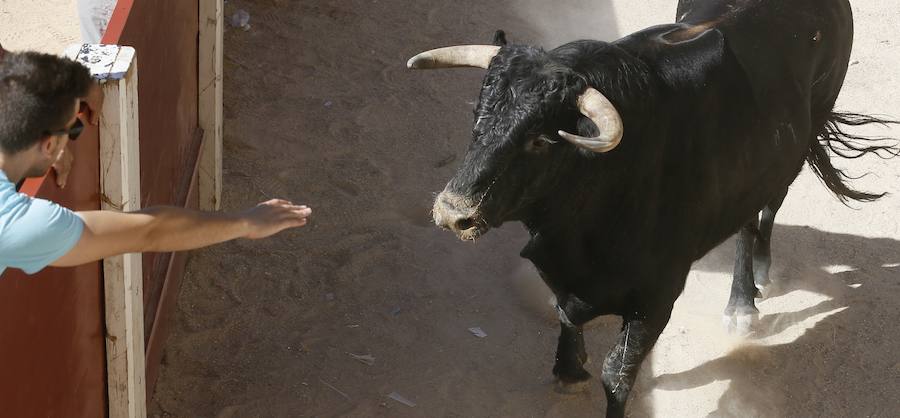 Fotos: Primer encierro en Peñafiel
