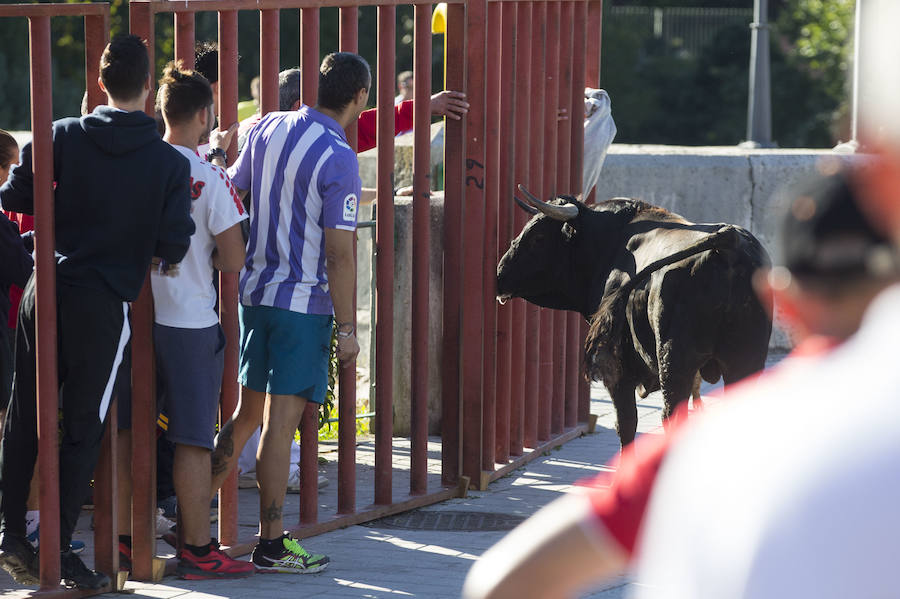 Se ha celebrado a las 9.30 y ha dejado un herido por asta de toro. Un varón de unos 40 años ha sufrido dos cornadas y se ha golpeado la cabeza. El Toro del Alba es uno de los festejos más concurridos de este 15 de agosto en la localidad.