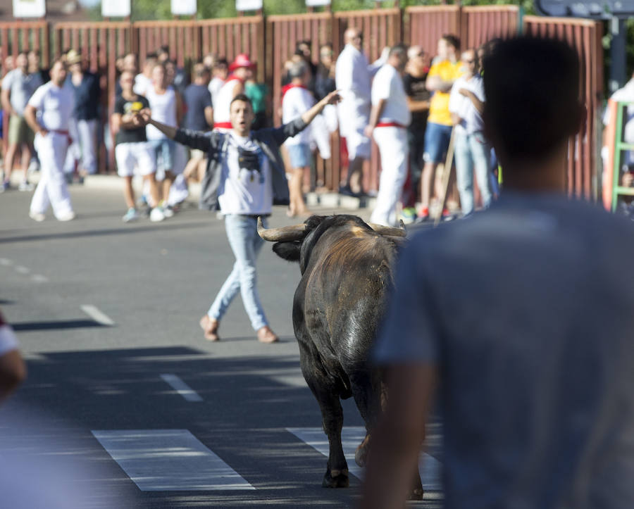 Se ha celebrado a las 9.30 y ha dejado un herido por asta de toro. Un varón de unos 40 años ha sufrido dos cornadas y se ha golpeado la cabeza. El Toro del Alba es uno de los festejos más concurridos de este 15 de agosto en la localidad.