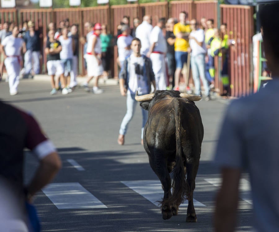 Se ha celebrado a las 9.30 y ha dejado un herido por asta de toro. Un varón de unos 40 años ha sufrido dos cornadas y se ha golpeado la cabeza. El Toro del Alba es uno de los festejos más concurridos de este 15 de agosto en la localidad.