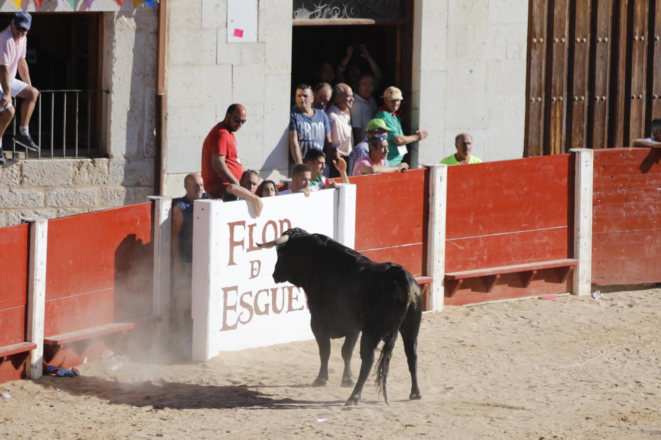 Fotos: Capea en la Plaza del Coso de Peñafiel