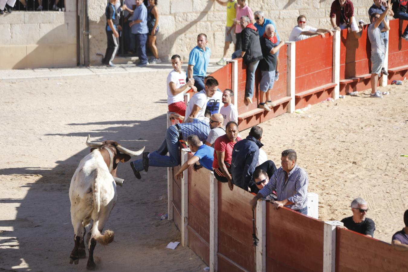 Fotos: Capea en la Plaza del Coso de Peñafiel