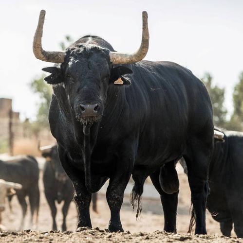 'Montañesa', de la ganadería de Campos Peña, Toro de la Vega 2018. 