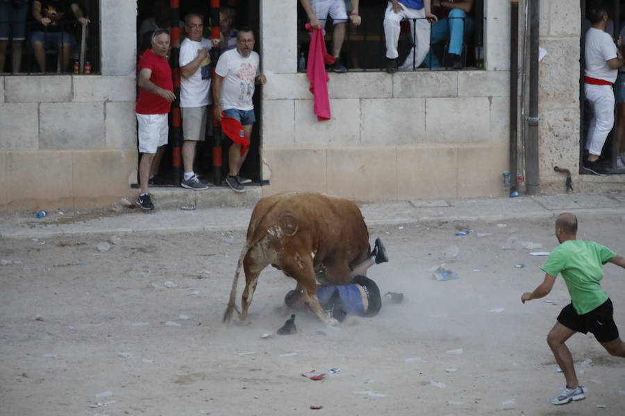 Uno de los mozos ha sufrido un varetazo por parte de uno de los novillos que han participado en la suelta de esta tarde en la localidad vallisoletana. Hoy Peñafiel celebra su patrón, San Roque