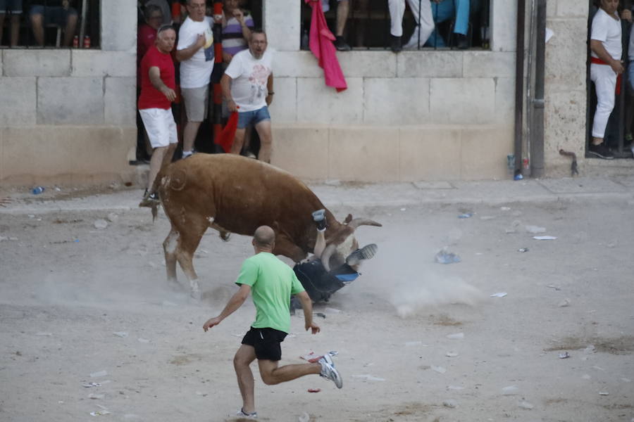 Uno de los mozos ha sufrido un varetazo por parte de uno de los novillos que han participado en la suelta de esta tarde en la localidad vallisoletana. Hoy Peñafiel celebra su patrón, San Roque