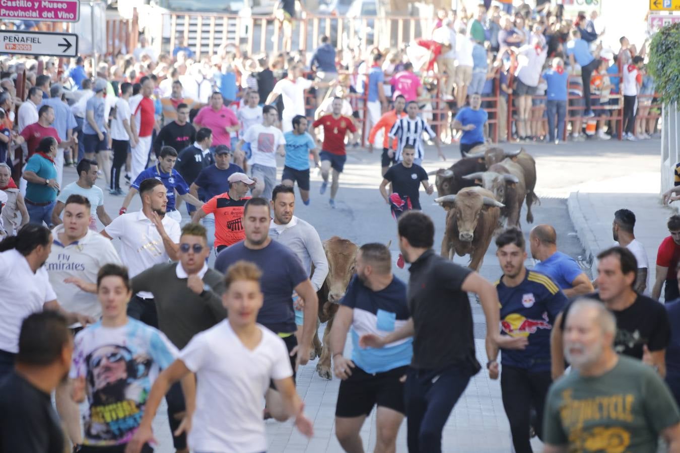 Fotos: Encierro mañanero en Peñafiel