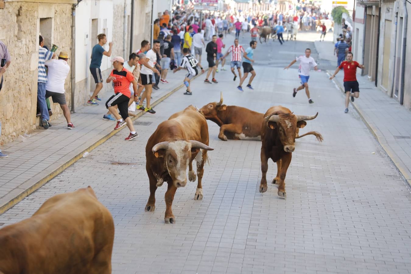 Fotos: Encierro mañanero en Peñafiel