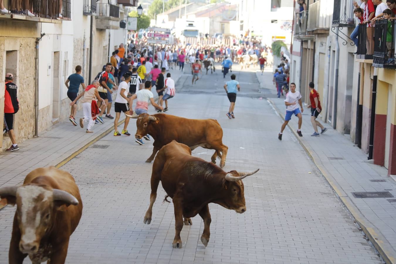 Fotos: Encierro mañanero en Peñafiel