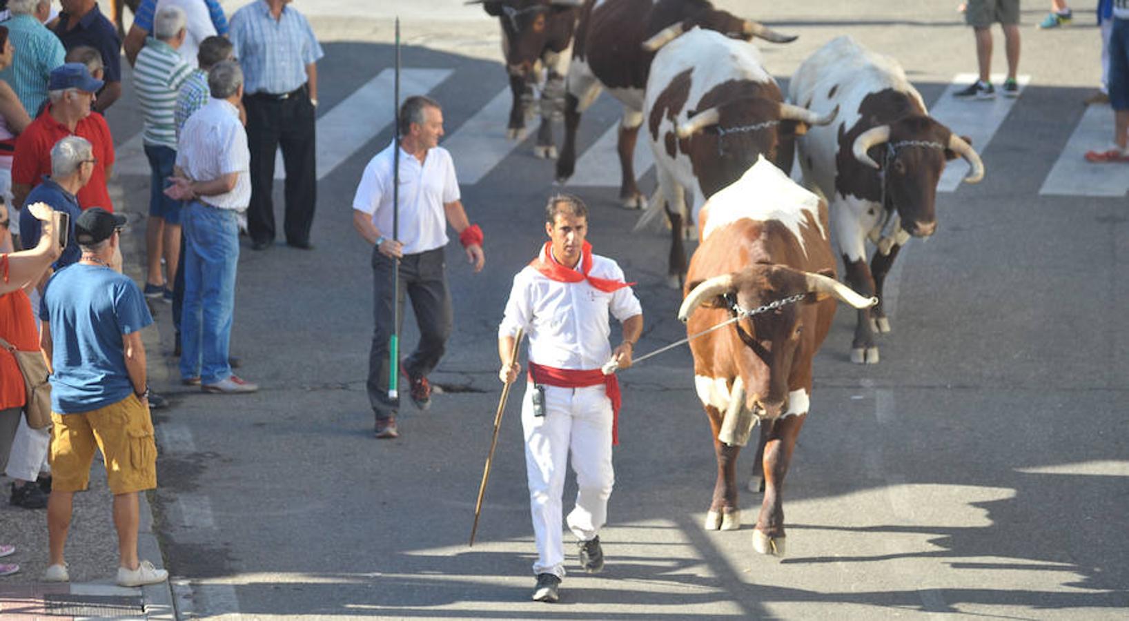 Fotos: Encierro de la mañana del jueves en Tudela de Duero