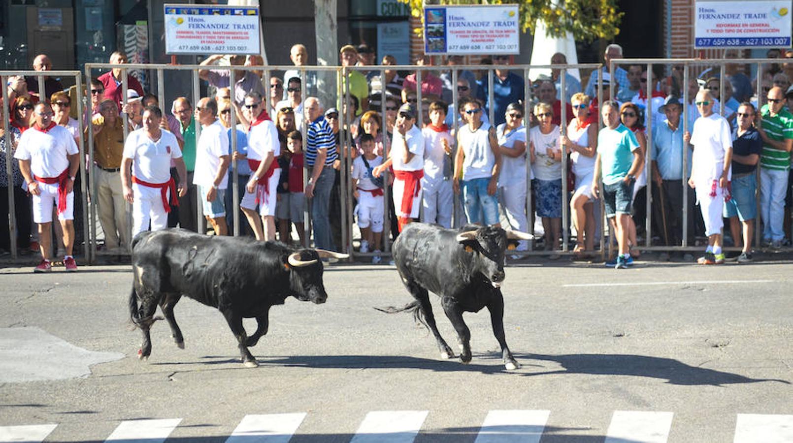 Fotos: Encierro de la mañana del jueves en Tudela de Duero