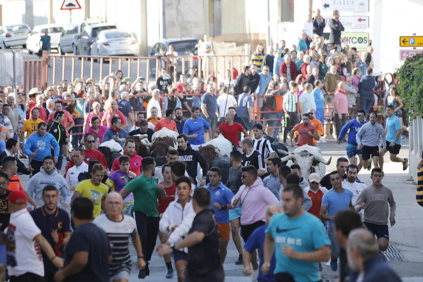 Fotos: Quinto encierro y capea de las fiestas de Peñafiel. Sábado