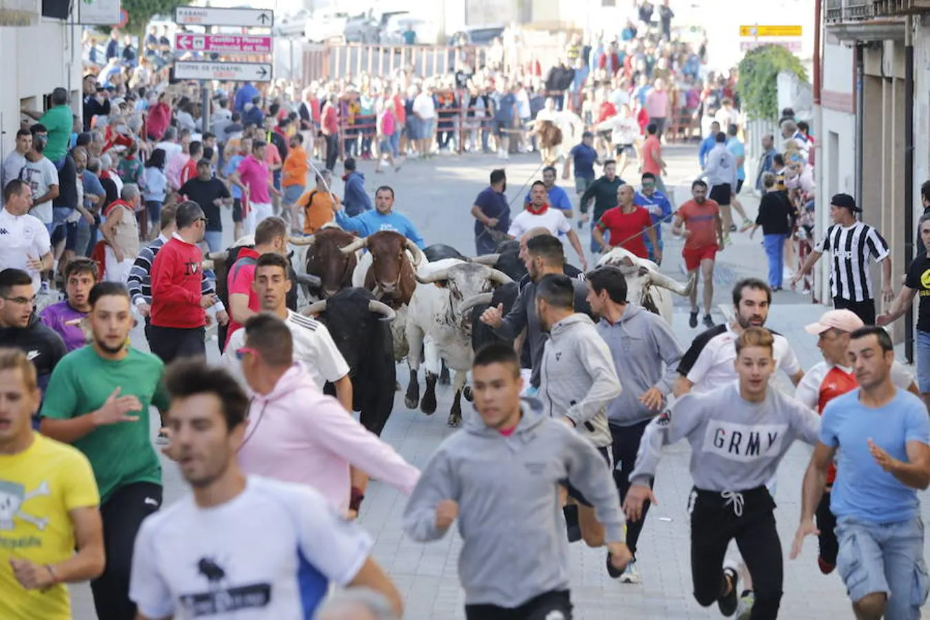 Fotos: Quinto encierro y capea de las fiestas de Peñafiel. Sábado