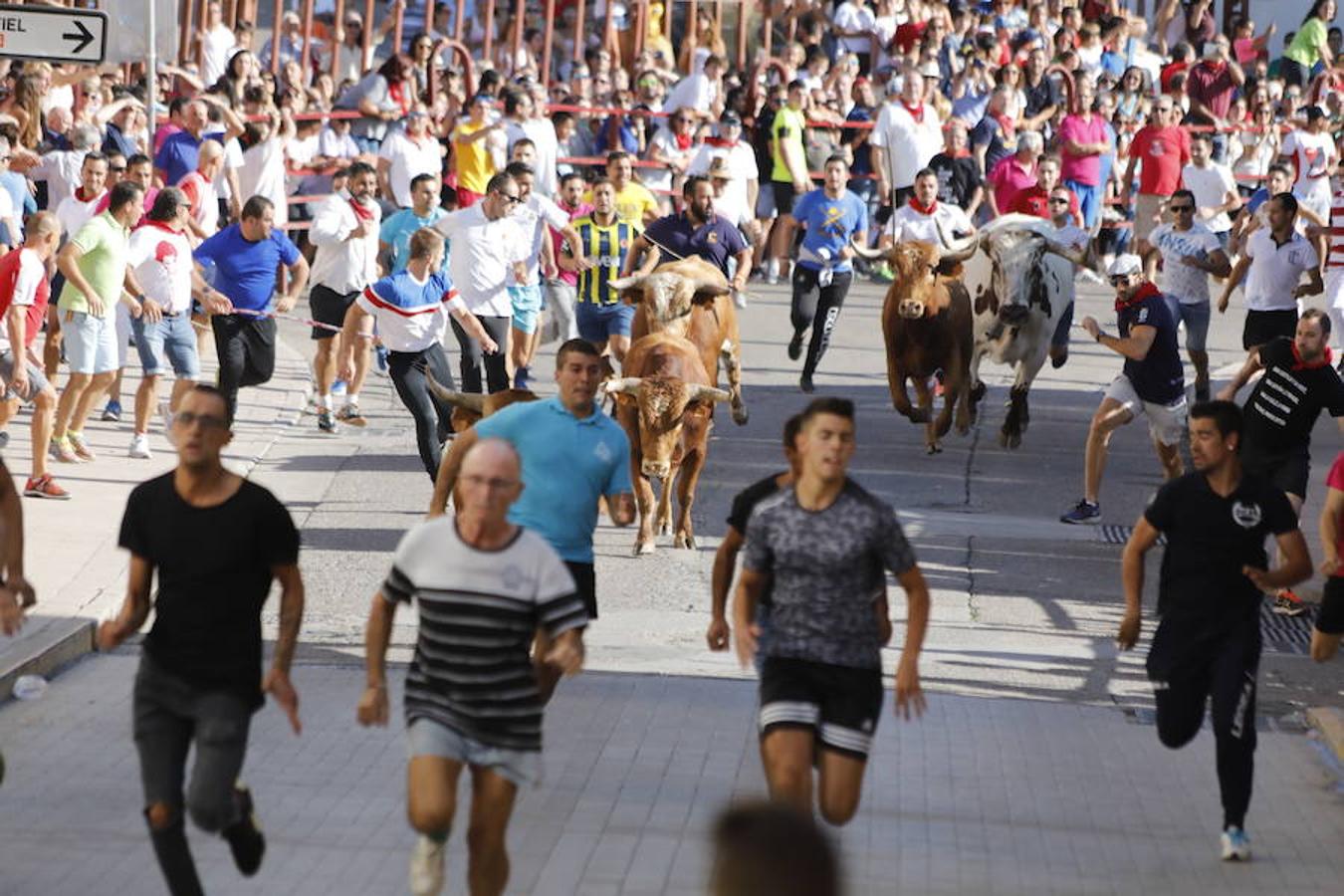 Fotos: Último encierro de las fiestas de Peñafiel