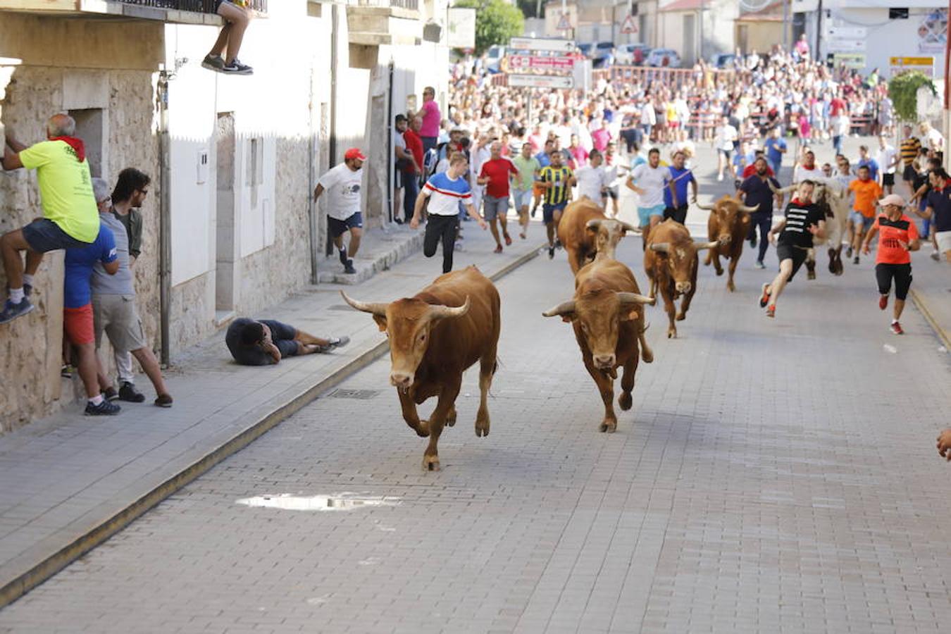 Fotos: Último encierro de las fiestas de Peñafiel