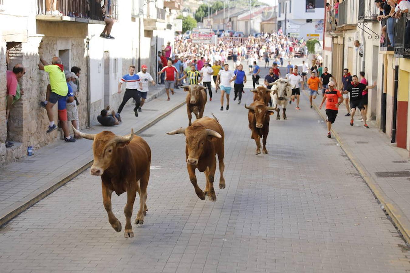 Fotos: Último encierro de las fiestas de Peñafiel