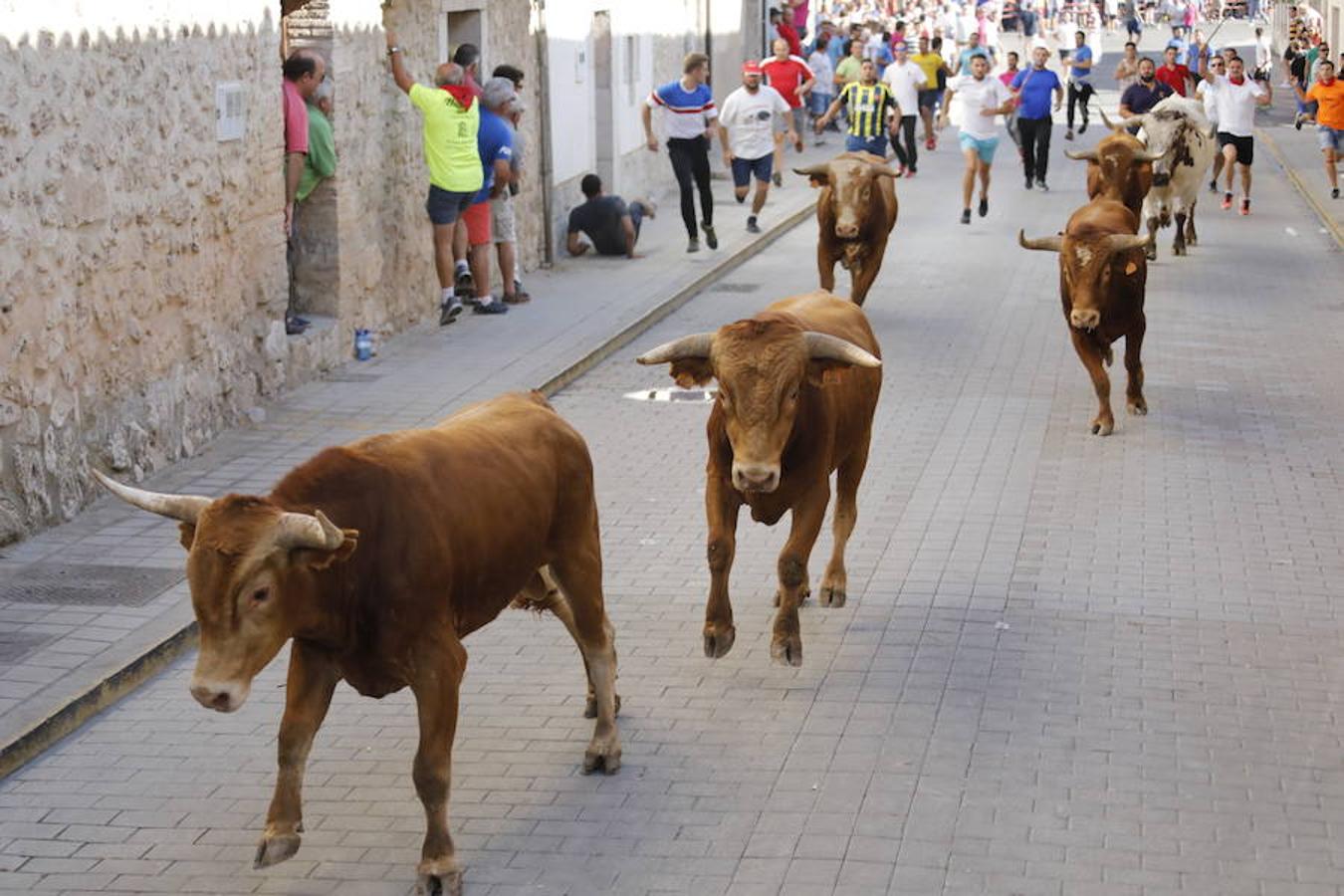 Fotos: Último encierro de las fiestas de Peñafiel