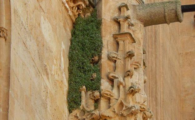 Vegetación adherida a una de las paredes de la Catedral Nueva.