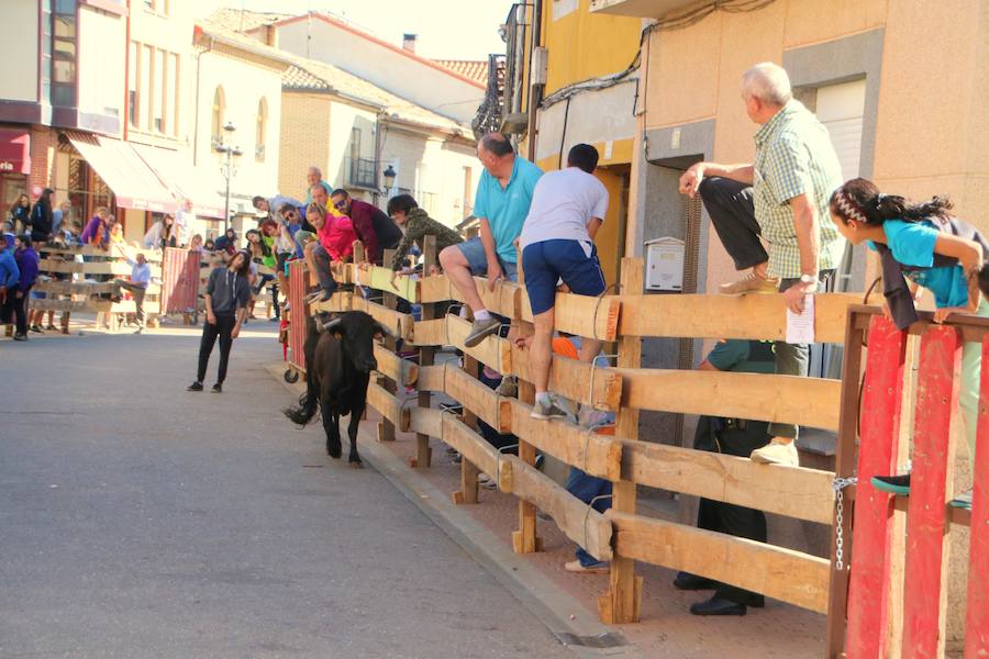 Fotos: Torquemada sigue Fiel a sus Encierros