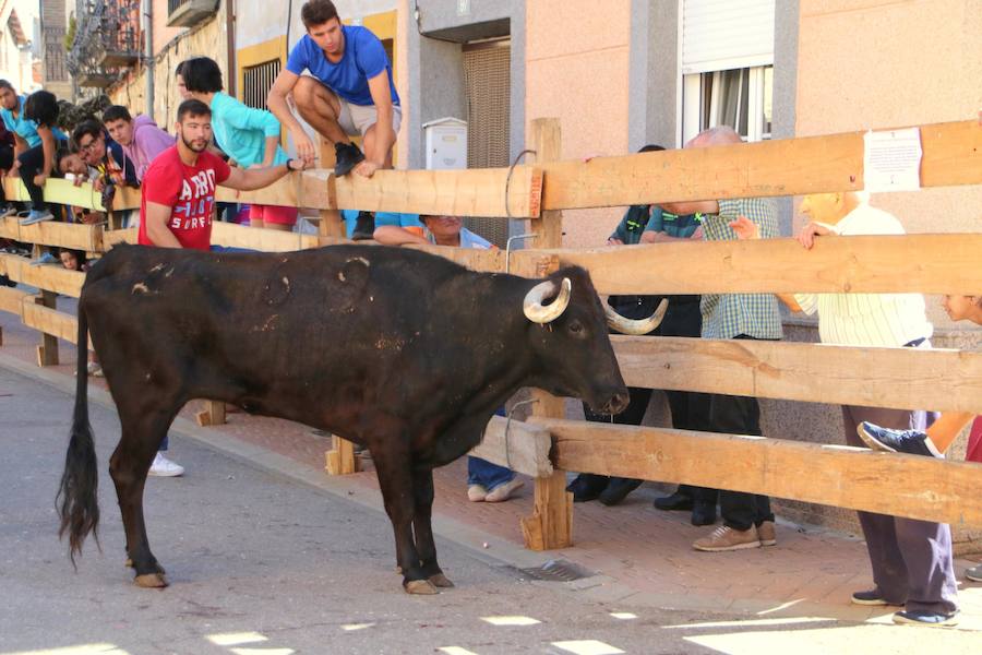 Fotos: Torquemada sigue Fiel a sus Encierros
