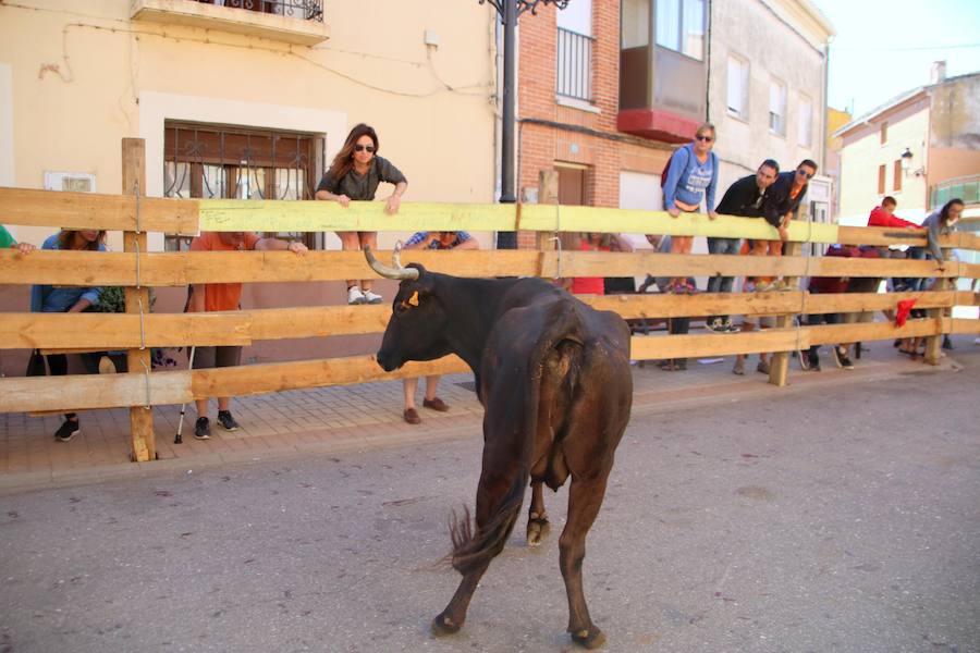 Fotos: Torquemada sigue Fiel a sus Encierros