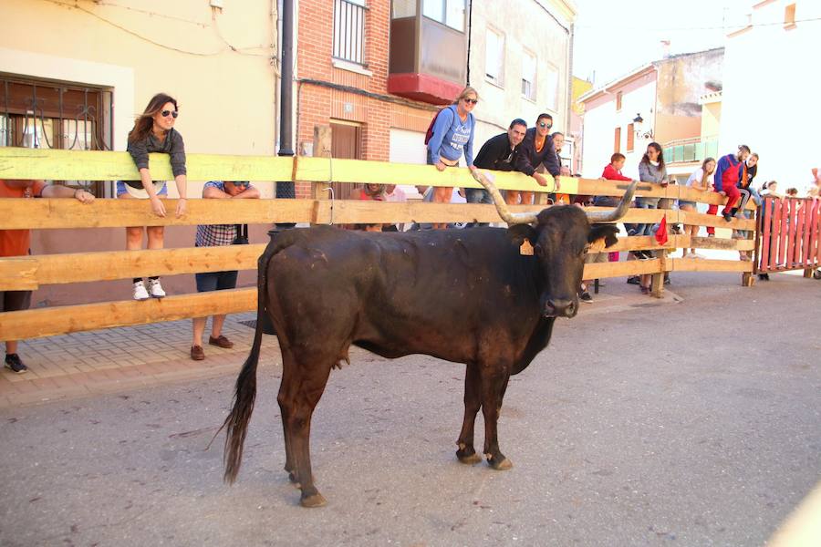 Fotos: Torquemada sigue Fiel a sus Encierros