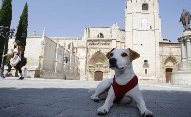 El perro turista Pipper enfrente de la Catedral de Palencia