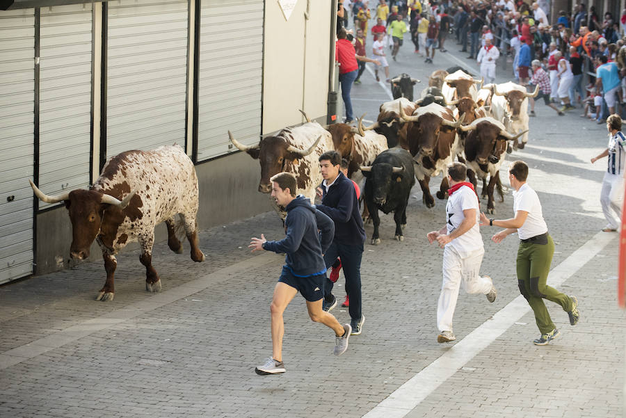 Solo cinco novillos han acabado el recorrido y han entrado en la plaza; el sexto ha tenido que ser anestesiado