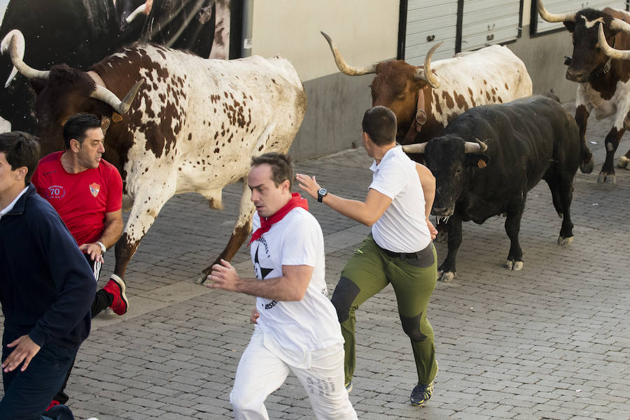 Solo cinco novillos han acabado el recorrido y han entrado en la plaza; el sexto ha tenido que ser anestesiado