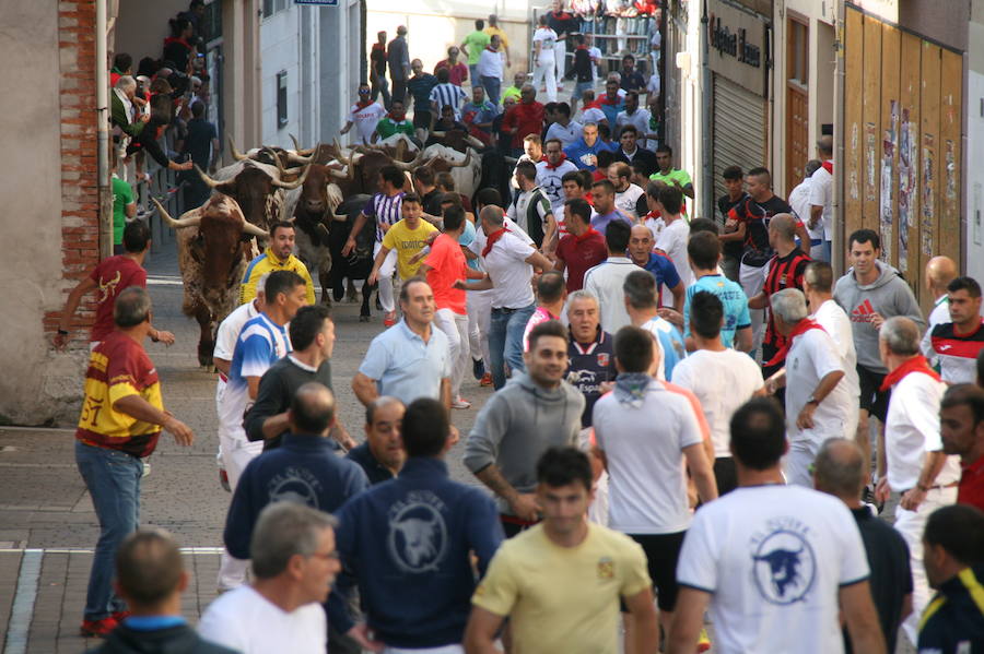Solo cinco novillos han acabado el recorrido y han entrado en la plaza; el sexto ha tenido que ser anestesiado